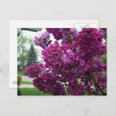 Lavender Lilacs Postcard Postkarte (Vorne/Hinten)