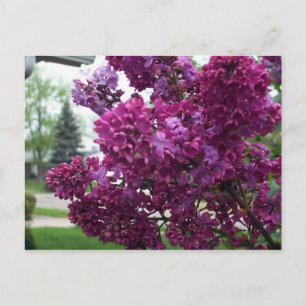 Lavender Lilacs Postcard Postkarte