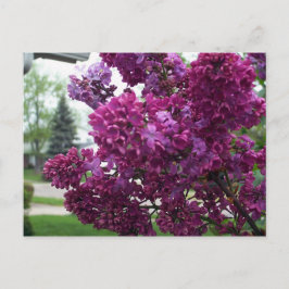 Lavender Lilacs Postcard Postkarte