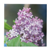 Lavender Lilacs Tile Fliese (Vorderseite)