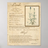 LAVENDER MAGICK HERB POSTER (Vorne)