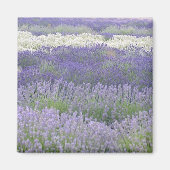 Lavender Magnet (Vorne)