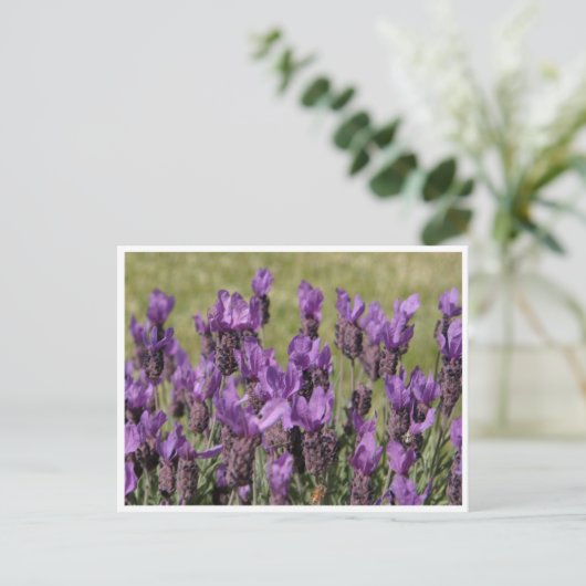 Lavender Meadow-Blume Postkarte (Stehend Vorderseite)