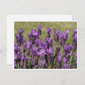 Lavender Meadow-Blume Postkarte (Vorne/Hinten)