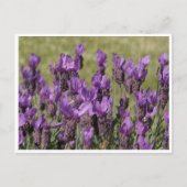 Lavender Meadow-Blume Postkarte (Vorderseite)