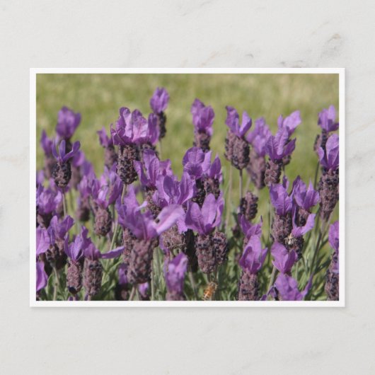 Lavender Meadow-Blume Postkarte (Vorderseite)