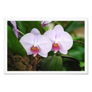 Lavender Orquids Fotodruck