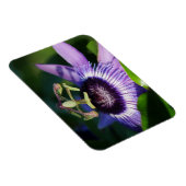 Lavender Passion Blume Magnet (Rechte Seite)