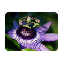 Lavender Passion Blume Magnet