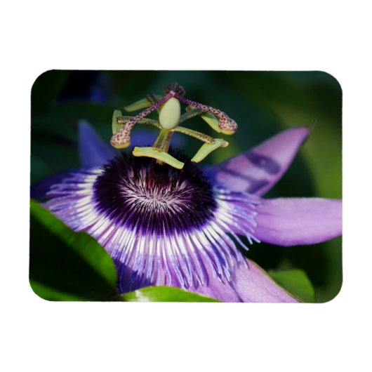 Lavender Passion Blume Magnet (Horizontal)