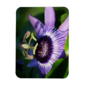 Lavender Passion Blume Magnet (Vertikal)