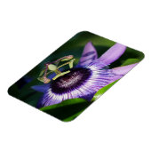 Lavender Passion Blume Magnet (Linke Seite)