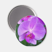 Lavender Phalaenopsis Orchid Magnet (Vorderseite/Rückseite)