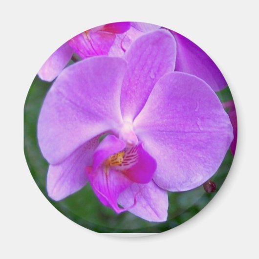 Lavender Phalaenopsis Orchid Magnet (Vorne)
