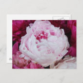 Lavender Pink Peony mit Fuschia Peonies Postkarte (Vorne/Hinten)