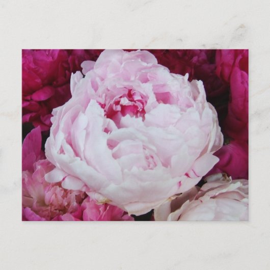 Lavender Pink Peony mit Fuschia Peonies Postkarte (Vorderseite)