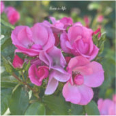 Lavender Pink Rose Aufkleber (Vorderseite)