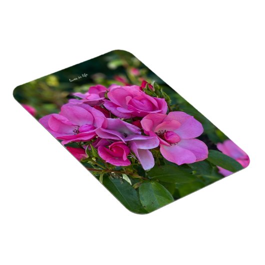 Lavender Pink Rose Magnet (Rechte Seite)