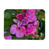 Lavender Pink Rose Magnet (Horizontal)