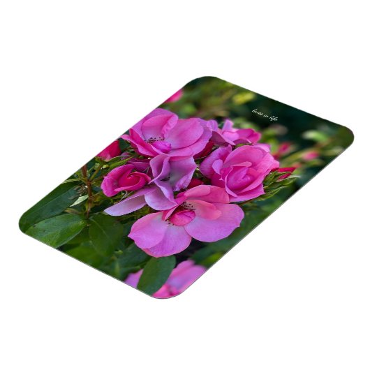 Lavender Pink Rose Magnet (Linke Seite)