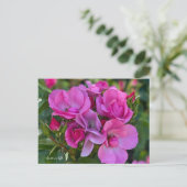 Lavender Pink Rose Postkarte (Stehend Vorderseite)