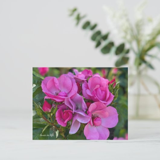 Lavender Pink Rose Postkarte (Stehend Vorderseite)