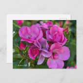 Lavender Pink Rose Postkarte (Vorne/Hinten)