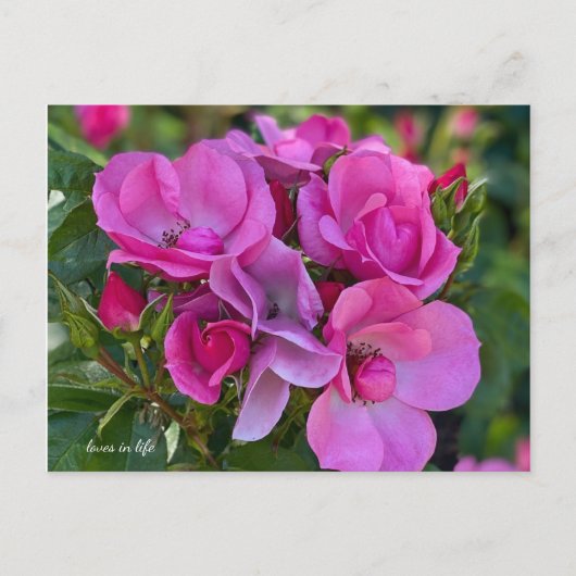 Lavender Pink Rose Postkarte (Vorderseite)