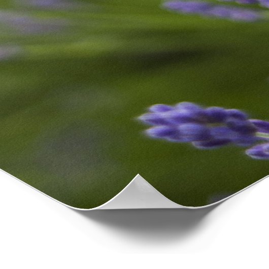 Lavender plants 2 poster (Ecke)