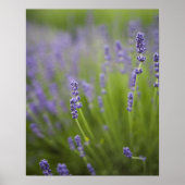 Lavender plants 2 poster (Vorne)
