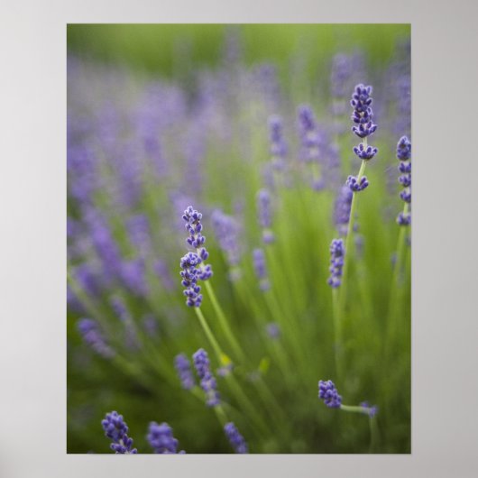 Lavender plants 2 poster (Vorne)