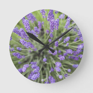 Lavender plants runde wanduhr