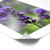 Lavender Portrait Fotodruck (Ecke)