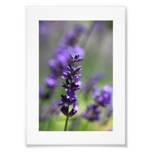 Lavender Portrait Fotodruck