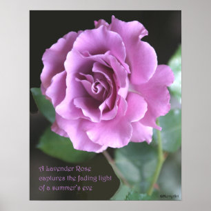 Lavender Rose Poster: ROSE & PROSE 16x20 Poster