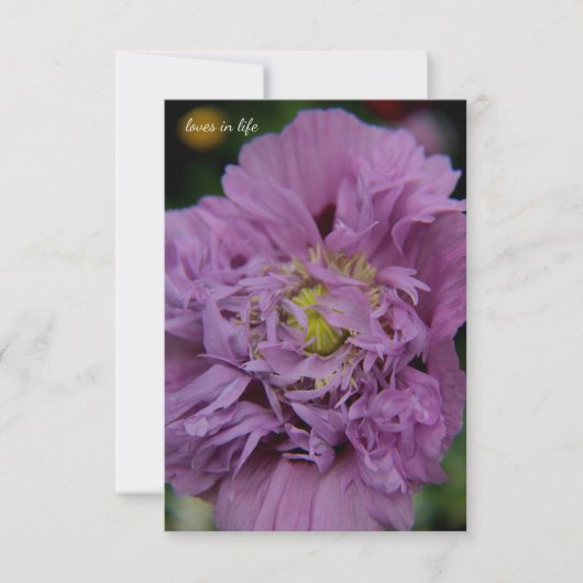 Lavender Ruffly Poppy Mitteilungskarte (Vorderseite)