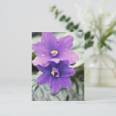 Lavender Saintpaulia "Tender Liebe" (afrikanische Postkarte (Stehend Vorderseite)
