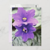Lavender Saintpaulia "Tender Liebe" (afrikanische Postkarte (Vorne/Hinten)