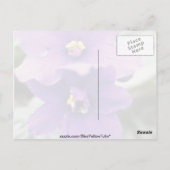 Lavender Saintpaulia "Tender Liebe" (afrikanische Postkarte (Rückseite)