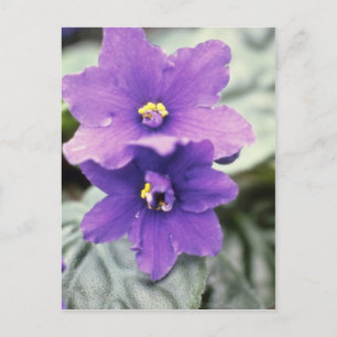 Lavender Saintpaulia "Tender Liebe" (afrikanische  Postkarte