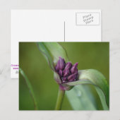 Lavender Spiderwort Blume Postkarte (Vorne/Hinten)
