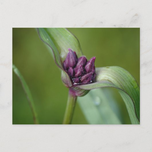 Lavender Spiderwort Blume Postkarte (Vorderseite)