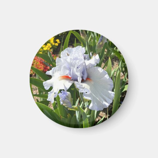 Lavender Tall Bearded Iris Magnet (Vorne)