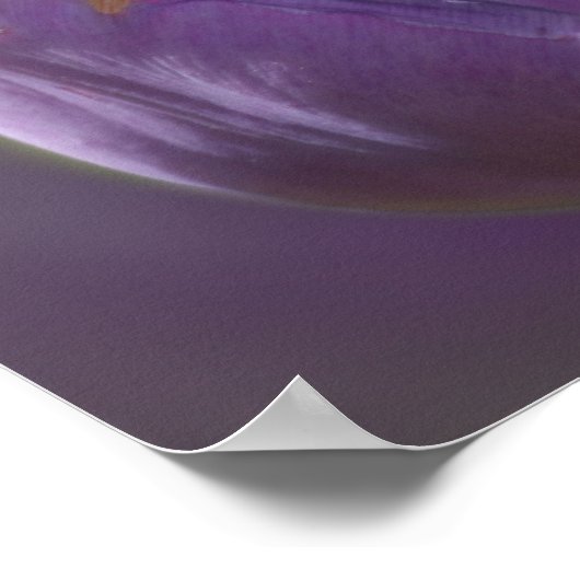 Lavender Tulip mit winziger Biene Poster (Ecke)