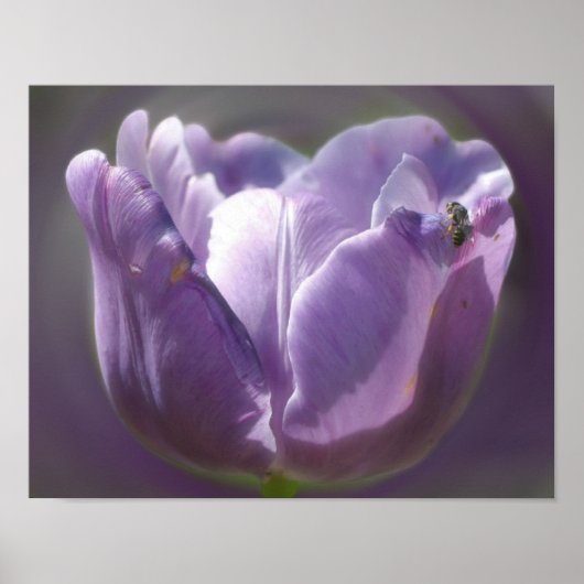 Lavender Tulip mit winziger Biene Poster (Vorne)