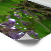 Lavender Wisteria ~ Print Poster (Ecke)
