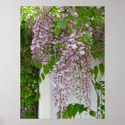 Lavender Wisteria ~ Print Poster (Vorne)