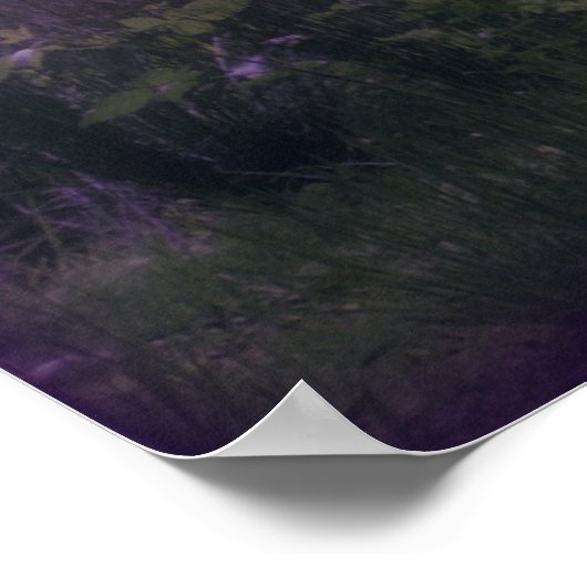 Lavenderfeld der Träume Poster (Ecke)