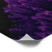 Lavenderfelder bei Sonnenuntergang Poster (Ecke)