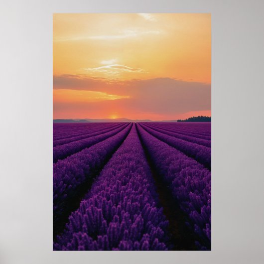 Lavenderfelder bei Sonnenuntergang Poster (Vorne)